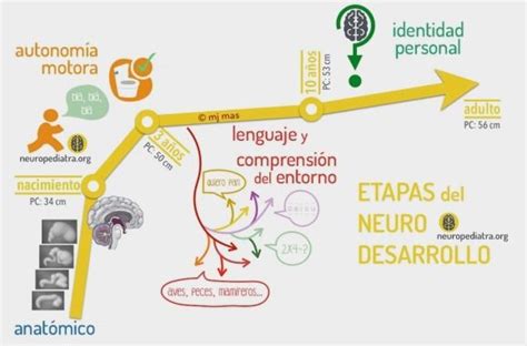 Etapas Del Neurodesarrollo Neuronas En Crecimiento Neurociencia Y