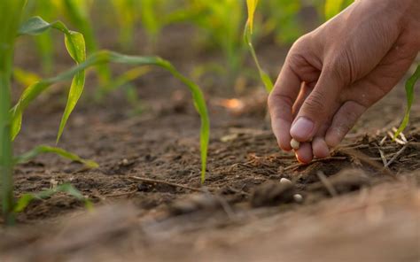 Que Semer Et Planter En Septembre Jardinenvert