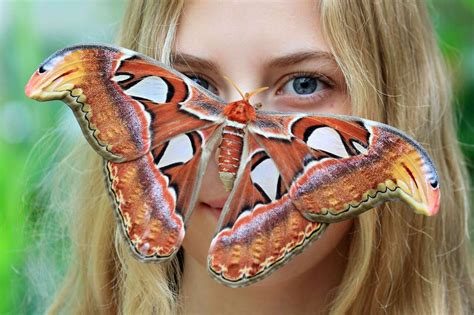 Fondos De Pantalla Mujer Rubia Mariposa Insecto Cabeza Polilla