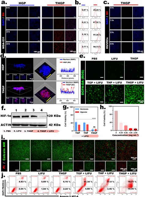 Cell Experiment A Clsm Images Of The Internalization Of Thgp Or Hgp