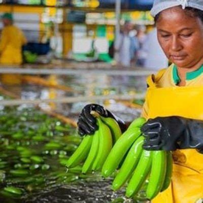 Fairtrade Highlights Ecuador And Colombias Progress In Increasing