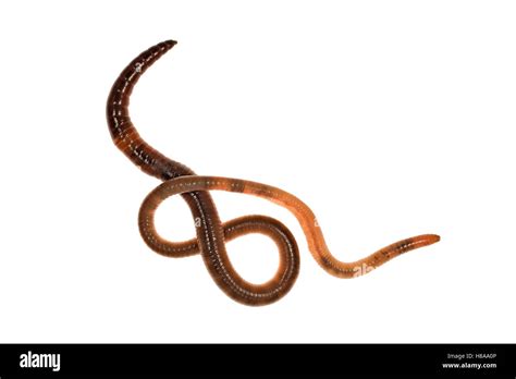 Common Earthworm Lumbricus Terrestris Germany Stock Photo Alamy