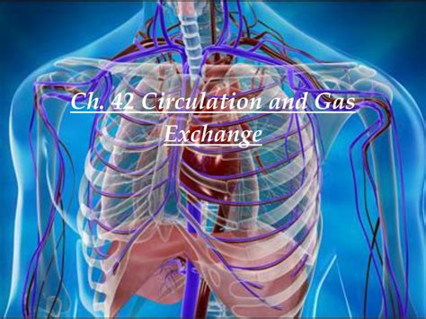 PPT Ch 42 Circulation And Gas Exchange PowerPoint Presentation Free