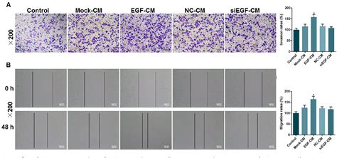 Figure From The Overexpression Of Epidermal Growth Factor Egf In