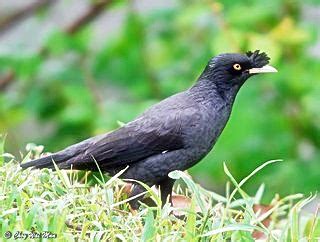 Burung jalak nias jantan - Ocehan Kenari