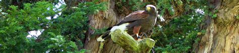 Dalhousie Falconry • Falconry Scotland | The Ultimate Experience with Birds of Prey in the ...