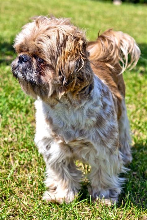 Beautiful Dog Shih Tzu Stock Image Image Of Hair Nose 77501201