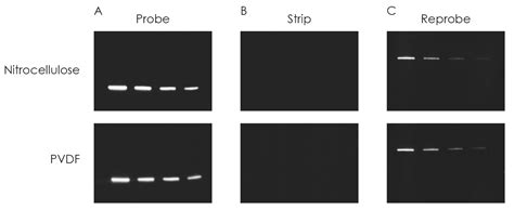 Western Blot Strip It Buffer IDA Yasam Teknolojileri