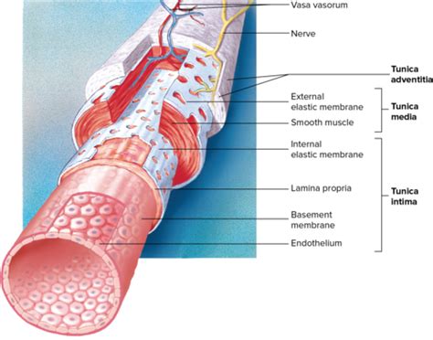 Chapter 21 Anatomy And Physiology Flashcards Quizlet