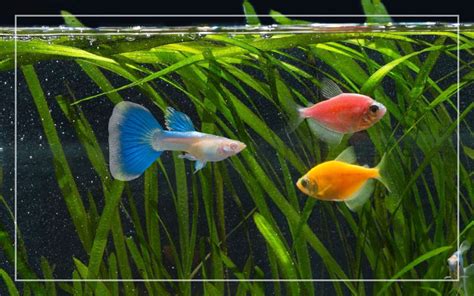 Can Glofish Tetras Live With Guppies Aquariumia