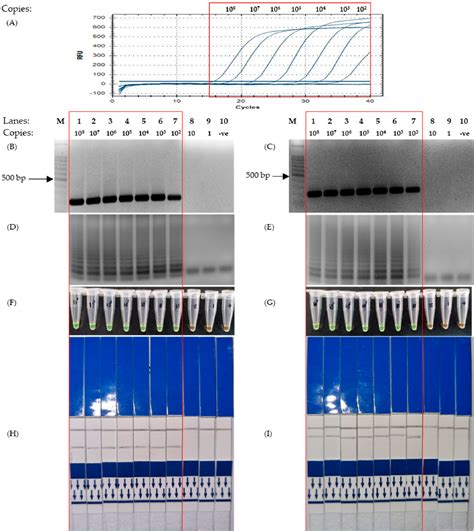 Pdf Multiplexed Reverse Transcription Loop Mediated Isothermal