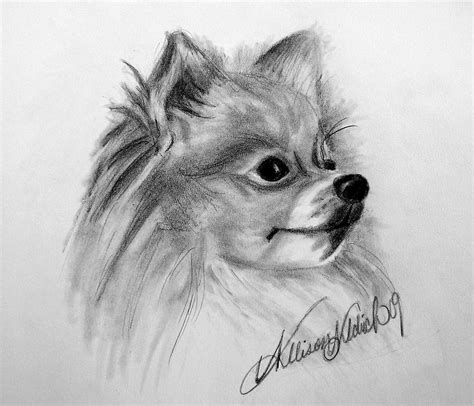 How To Draw Pomeranian