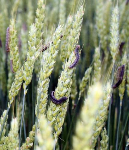 Armyworms Continue To Threaten Wheat MSU Extension