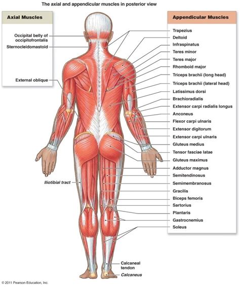 Muscles Of The Trunk Diagram General Wiring Diagram