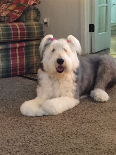 Old English Sheepdog Breed Info Guide Facts And Pictures Artofit