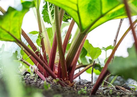 How To Grow Rhubarb Thompson Morgan