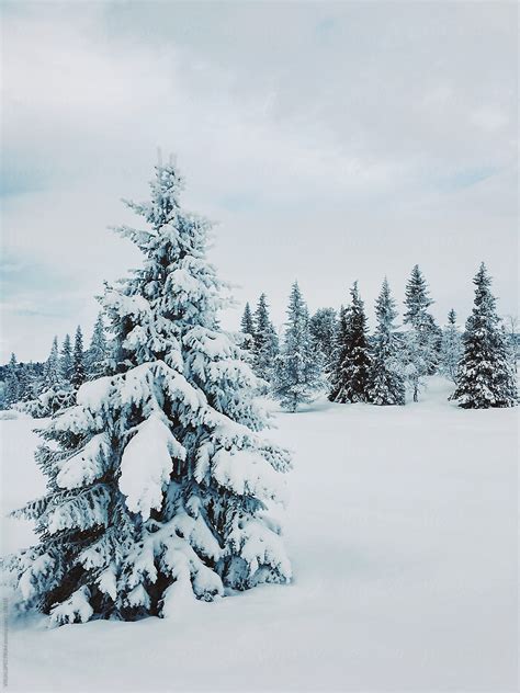 "Christmas Trees In Snow-Covered Scandinavian Winter Landscape (Rondane ...