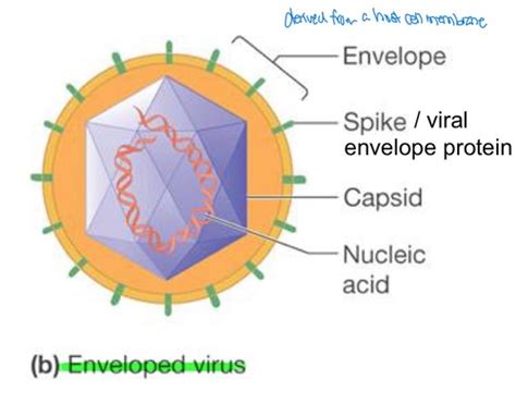 Chapter 8 Virology Flashcards Quizlet