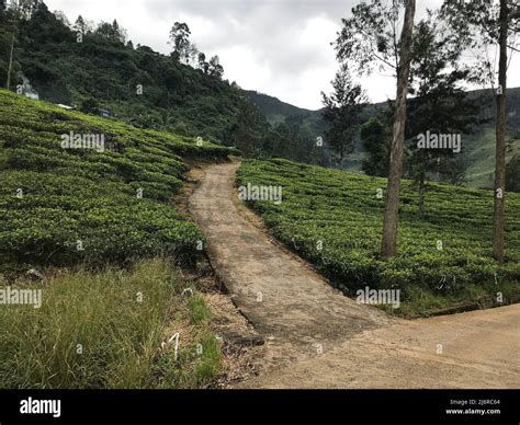 tea plantations in sri lanka Stock Photo - Alamy