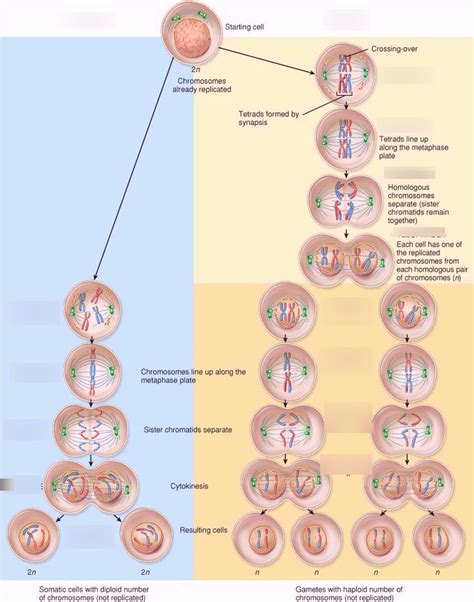 Mitosis And Meiosis Diagram Quizlet