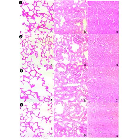 Lung A Kidney B Or Liver C Histology Of Male Rats Treated With