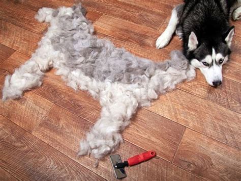 People Share How Much Their Dogs Shed In A Now Viral Shedding Dog