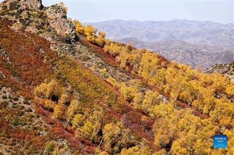 Autumn Scenery Of Daqing Mountain In China S Inner Mongolia Xinhua