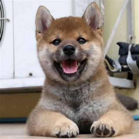 Shiba Inu Cachorros Originales Mercado Libre