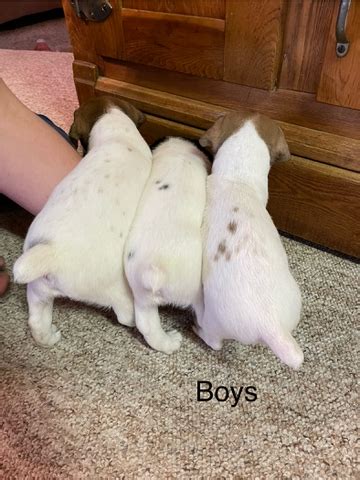 Jack Russell Terrier Puppies Nex Tech Classifieds