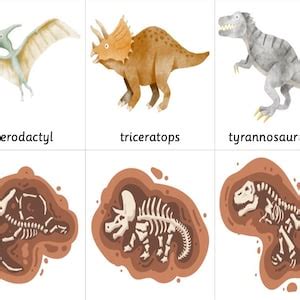 Dinosaur Fossil Identification Cards - Etsy