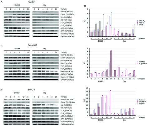 Digitoflavone Inhibited Expression Of Antiapoptosis Proteins