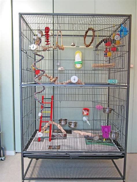 Pin on Parakeet Care