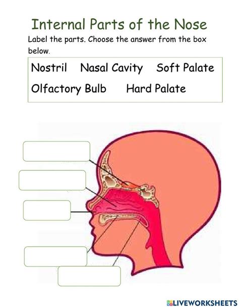 Nose Diagram With Parts Nasal Bridge And Nose Bone Anatomy W