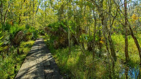 Vacation Homes near Jean Lafitte National Historic Park and Preserve, Louisiana: House Rentals ...