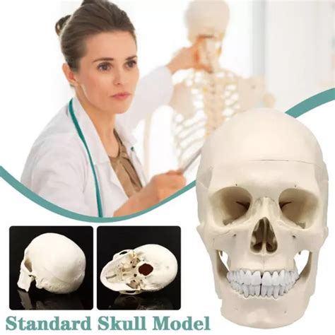 Life Size Human Anatomical Anatomy Resin Head Bone Skull Teaching Model