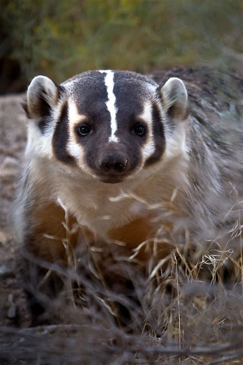 Badger - RobsWildlife