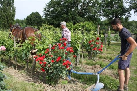 Libournais In Bordeaux A History Of Wines Winetourism