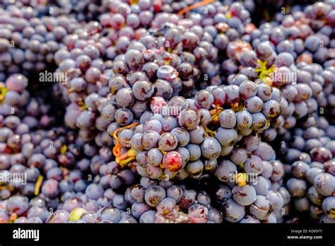 Pinot Noir Grapes Collected In A Container At The Grape Harvest In