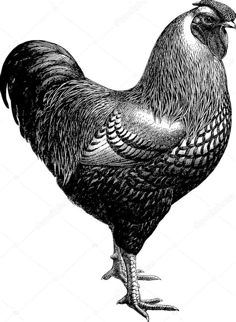 Chicken Illustration Vintage