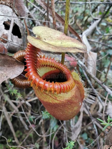 Nepenthes Villosa Tambi N Conocida Como Especie De Planta De Jarra De