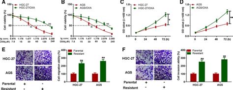 Cell Viability Proliferation Migration And Invasion Were Enhanced In