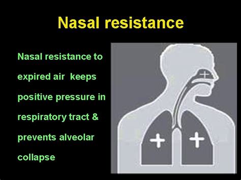 Physiology Of Nose P N S Dr Vishal