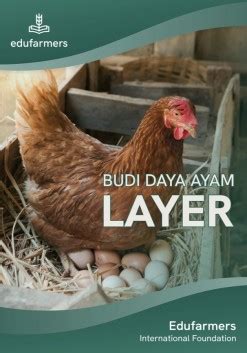 budi daya ayam layer