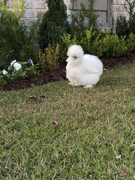 6 Show Quality Silkie Chicken Fertile Hatching Eggs All Colors Bearded