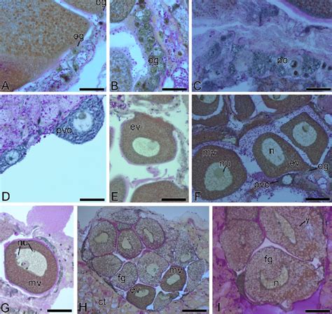 Photomicrography Illustrating Germ Cells Of Ovarian Follicles Of The