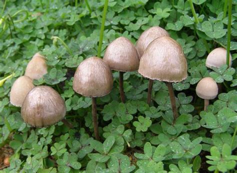 Panaeolus Papilionaceus Petticoat Mottlegill Mushroom