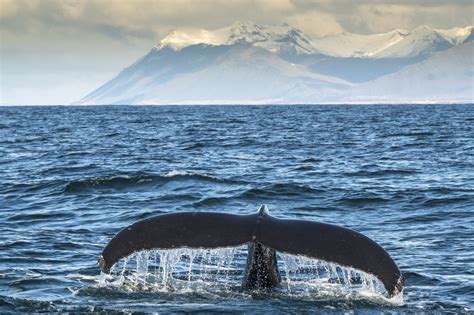 Whales Of Iceland Which Whales Can You Find Around Iceland