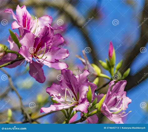 Pink Bauhinia Flowering Tree Blooming In Israel Closeup Of Purple