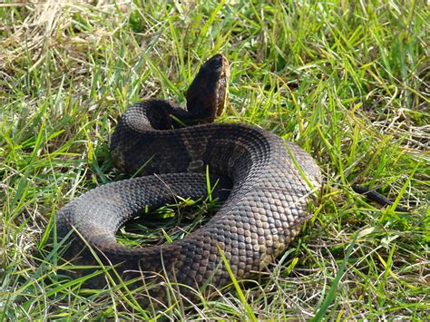 Cottonmouth Water Moccasin Flickr Photo Sharing