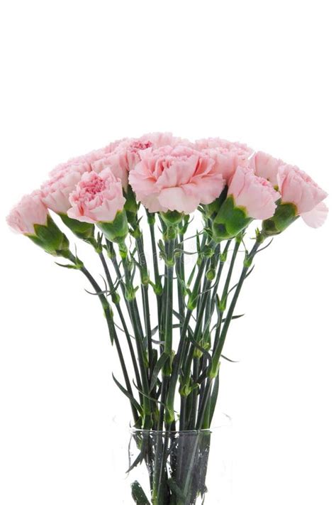 Mother`s Day, Carnations, Pink Carnations, Stock Photo - Image of gentleness, happy: 113577448